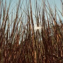 Photo of tall grass in the sunlight